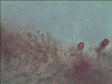 Phaeolepiota aurea image