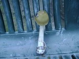 Amanita sinicoflava image