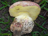 Boletus regius image