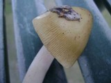 Amanita sinicoflava image
