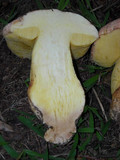 Boletus regius image