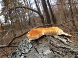 Sarcodontia pachyodon image
