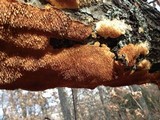 Sarcodontia pachyodon image