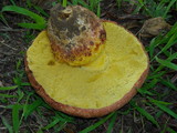 Boletus regius image