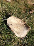 Calvatia cyathiformis subsp. cyathiformis image