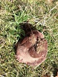 Calvatia cyathiformis image