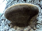 Fomitiporia fissurata image