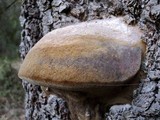 Fomitiporia fissurata image