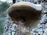 Fomitiporia fissurata image