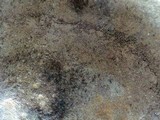 Fomitiporia fissurata image