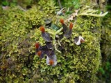 Peltigera didactyla image