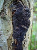 Exidia plana image