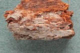 Tubulicrinis subulatus image