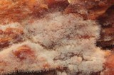 Tubulicrinis subulatus image