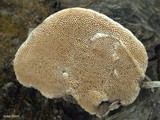 Trametes pubescens image