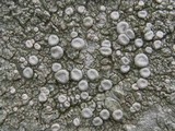 Ochrolechia szatalaensis image