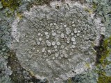 Ochrolechia szatalaensis image