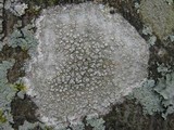 Ochrolechia szatalaensis image