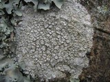 Ochrolechia szatalaensis image