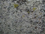 Physcia clementei image