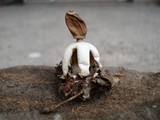 Geastrum quadrifidum image