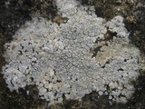 Aspicilia contorta image