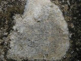 Aspicilia contorta image