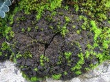 Collema auriforme image