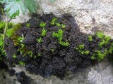 Collema auriforme image