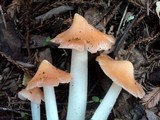 Hygrocybe calyptriformis var. calyptriformis image