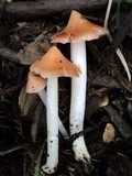 Hygrocybe calyptriformis var. calyptriformis image