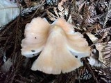 Hygrocybe calyptriformis var. calyptriformis image