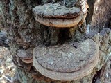 Fomitiporia fissurata image