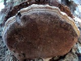 Fomitiporia fissurata image