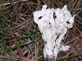 Clavulina rugosa image