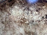 Fomitiporia fissurata image