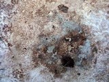 Fomitiporia fissurata image