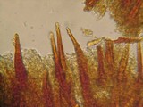 Hymenochaete corrugata image