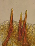 Hymenochaete corrugata image