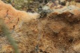 Aleurodiscus aurantius image