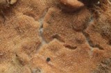 Aleurodiscus aurantius image