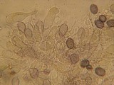 Aleurodiscus aurantius image