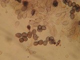 Aleurodiscus aurantius image