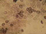 Aleurodiscus aurantius image