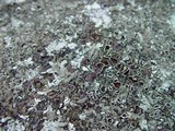 Xanthoparmelia conspersa image