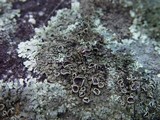 Xanthoparmelia conspersa image