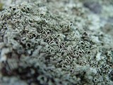 Xanthoparmelia conspersa image