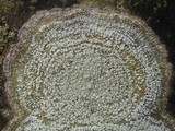Pertusaria amara f. amara image