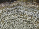 Pertusaria amara f. amara image
