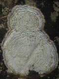 Pertusaria amara f. amara image